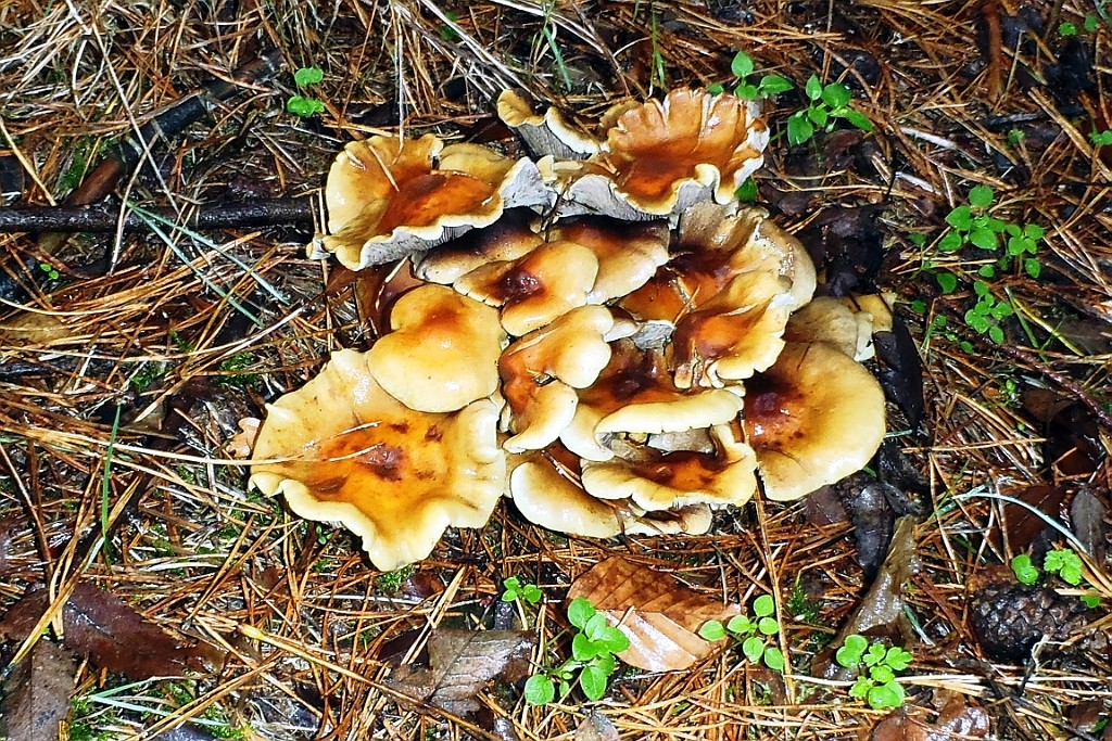 Vennenbos (10).jpg